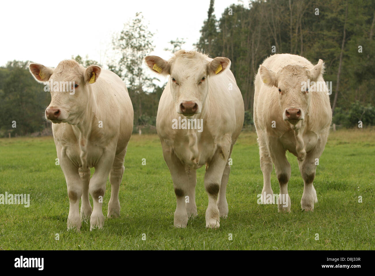 Charolais Foto Stock