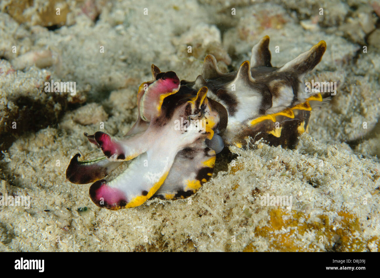 Flamboyant seppie, Metasepia pfefferi, a Ken è Reef, Kapalai, Sabah, Malaysia. Foto Stock