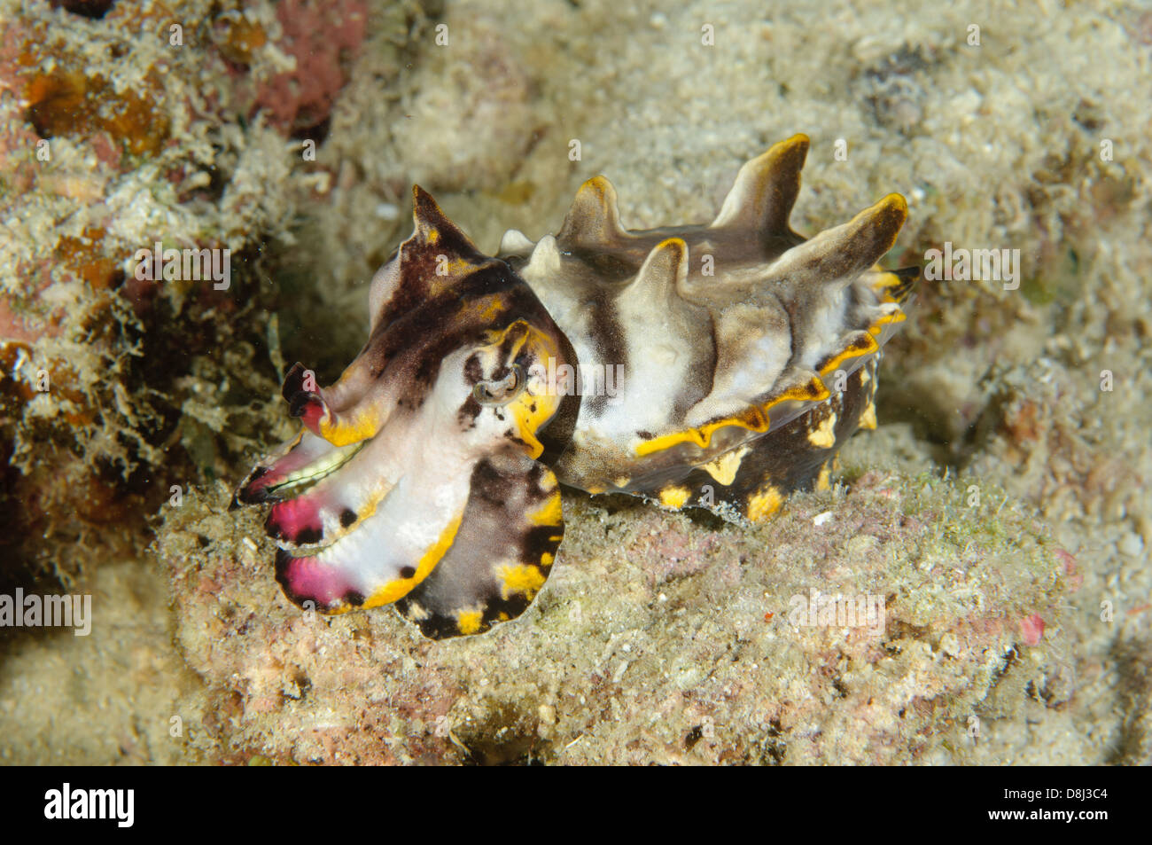 Flamboyant seppie, Metasepia pfefferi, a Ken è Reef, Kapalai, Sabah, Malaysia. Foto Stock