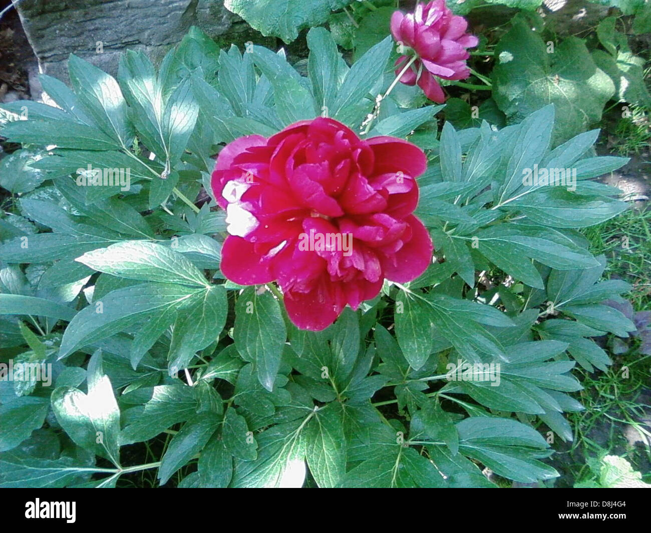 Un fiore di peonia rossa in piena fioritura, noto per i suoi grandi e vibranti petali. Le peonie sono piante ornamentali popolari, spesso utilizzate nei giardini e nelle composizioni floreali a causa della loro sorprendente bellezza. Foto Stock