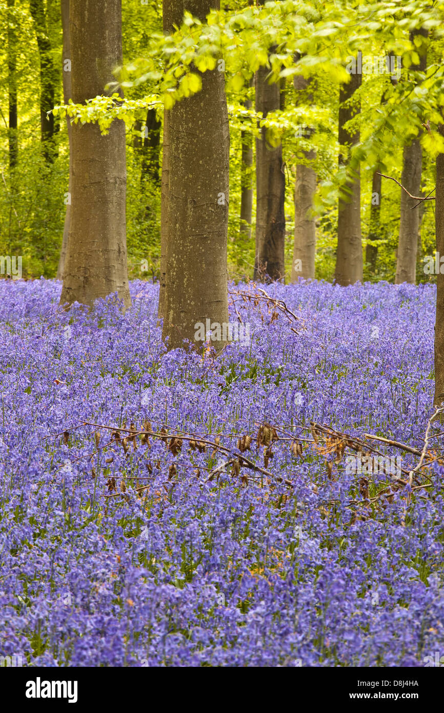 Bluebells tra i faggi del West boschi, Wiltshire. Foto Stock