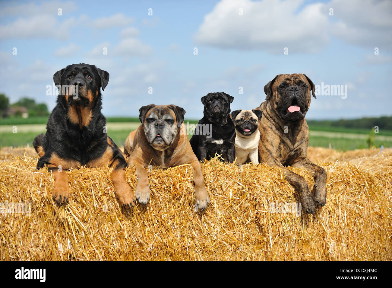 5 cani Foto Stock