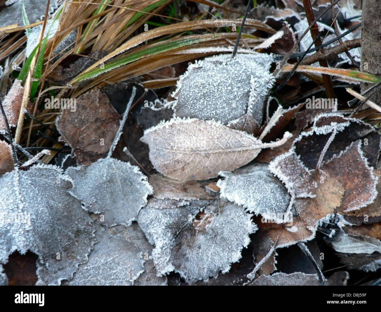 Frosty Foglie di autunno sul terreno. Foto Stock