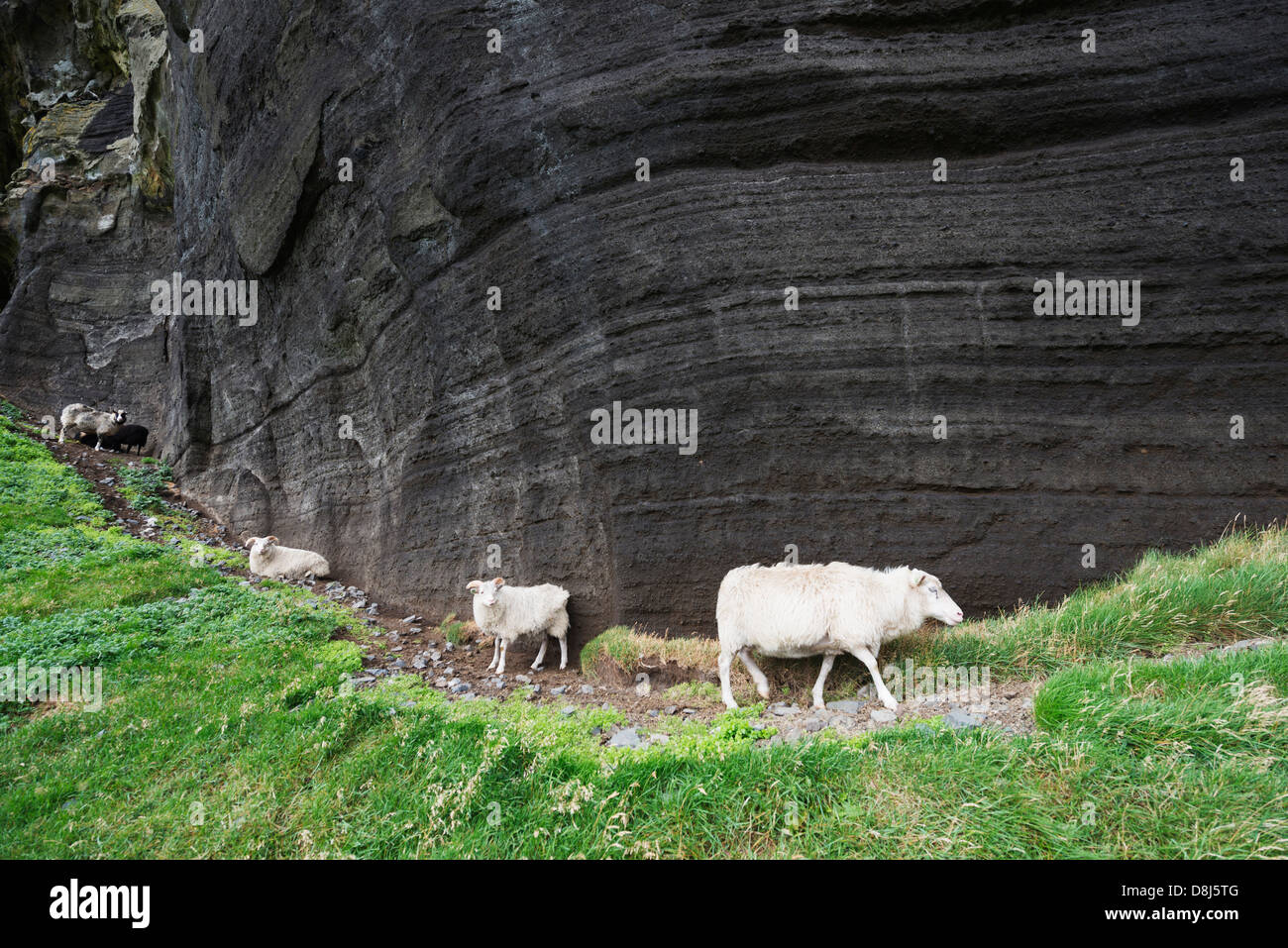 L'Islanda, Vestmannaeyjar, vulcaniche Isole Westman, Isola di Heimaey, pecore Foto Stock