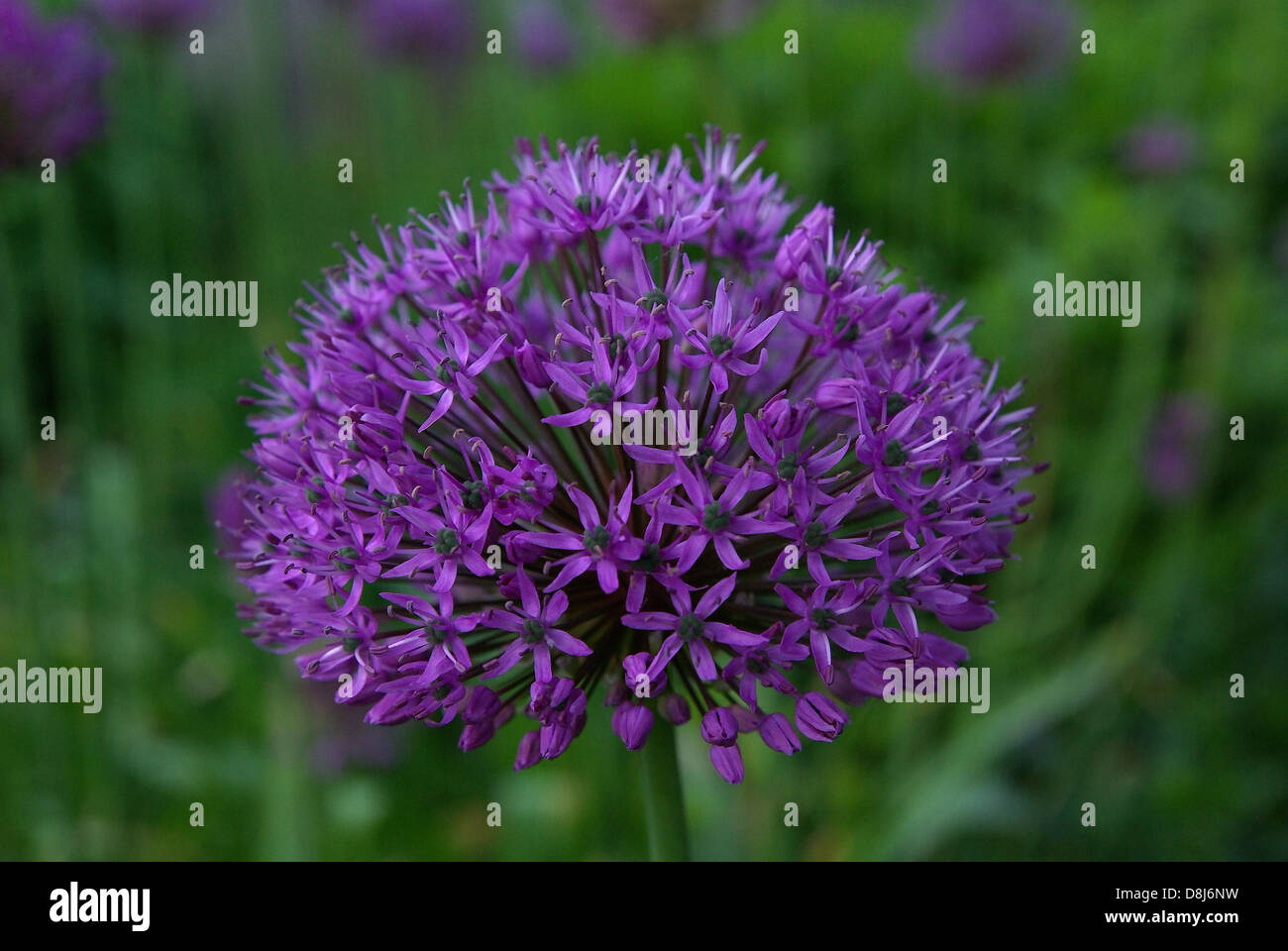 Star Ball Porro Foto Stock