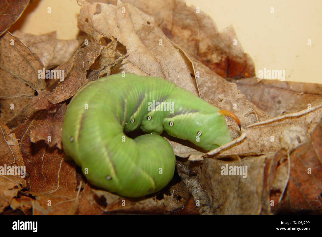 Questa immagine ravvicinata mostra un bruco verde appoggiato su una pila di foglie morte, che si fonde nel suo ambiente naturale in una foresta o in un bosco. Foto Stock