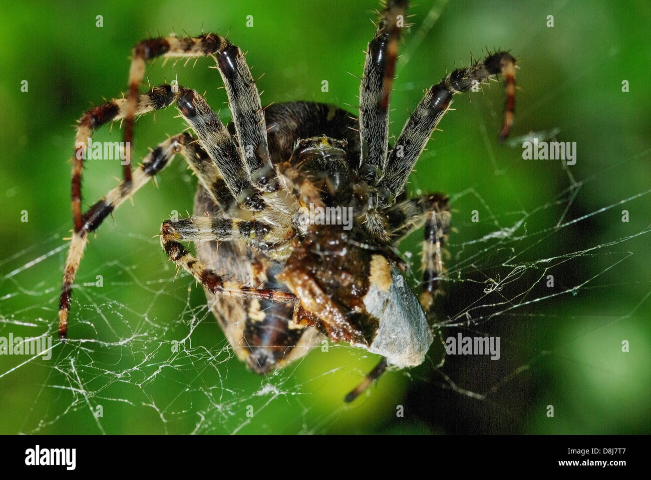 Quando il ragno mangiare preda Foto Stock