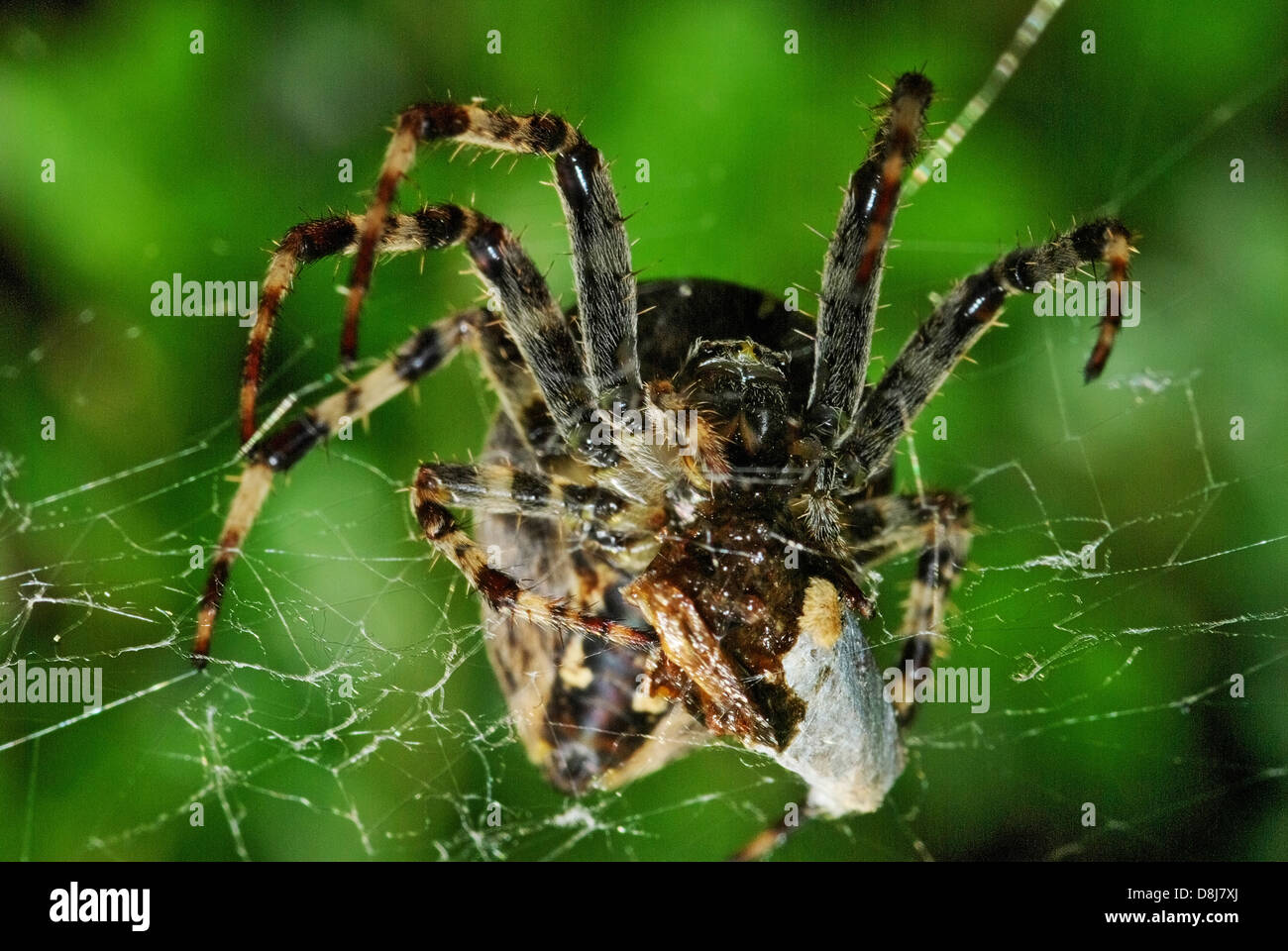 Quando il ragno mangiare preda Foto Stock
