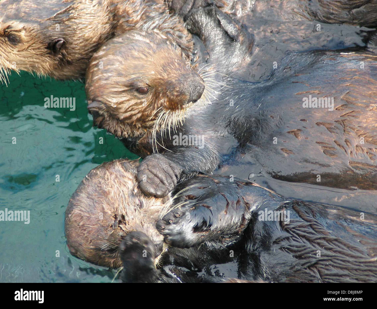 Questa immagine mostra un gruppo di lontre marine galleggianti nell'oceano, una specie nota per il loro comportamento giocoso e l'uso di strumenti. Le lontre di mare svolgono un ruolo fondamentale negli ecosistemi marini, mantenendo la salute delle foreste di alghe e si trovano lungo le coste dell'Oceano Pacifico. Foto Stock
