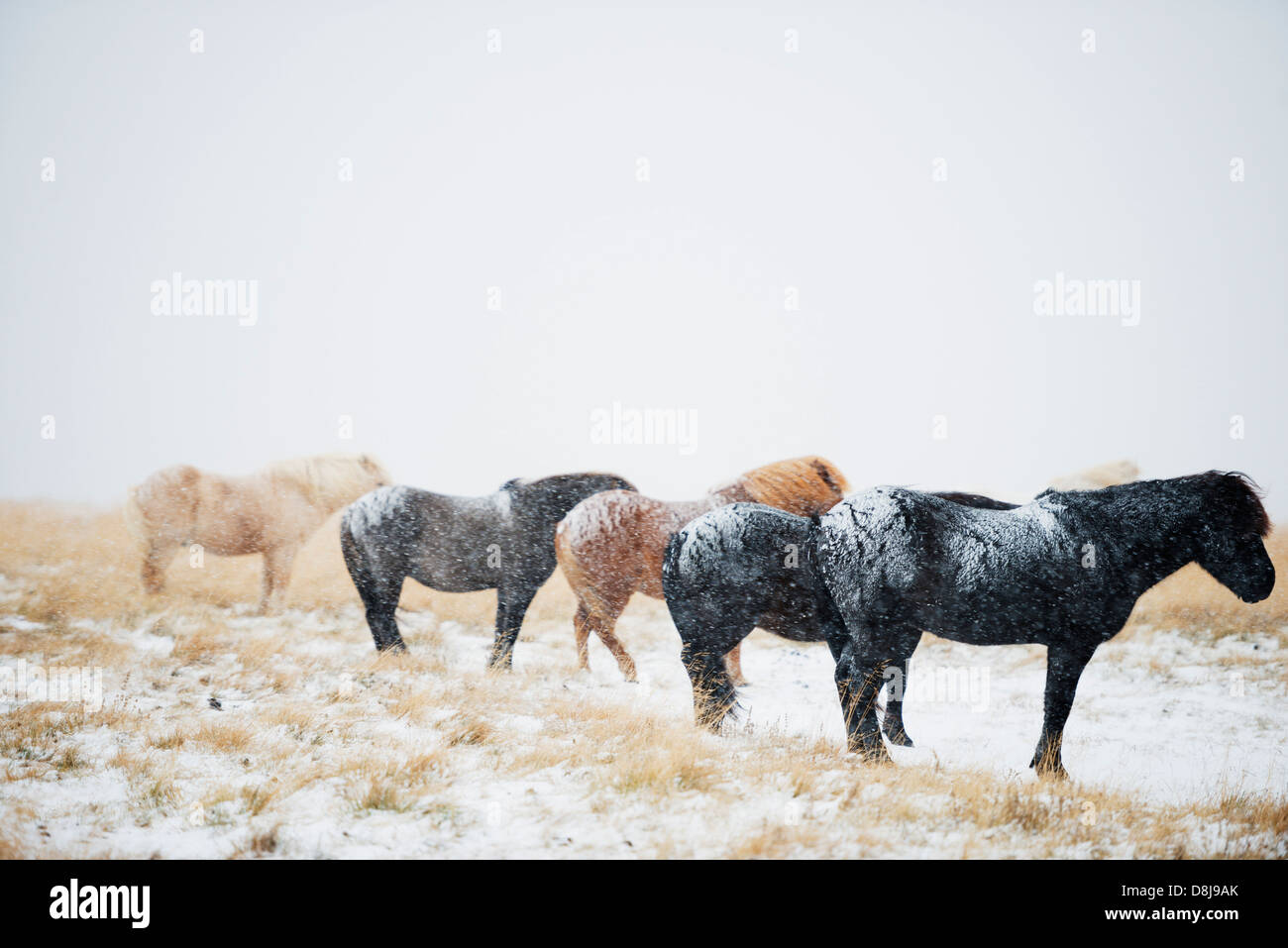 L'Europa, Islanda, cavalli islandesi Foto Stock