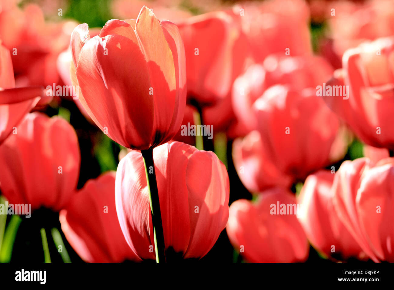 Red tulip a primavera sulla terra Foto Stock