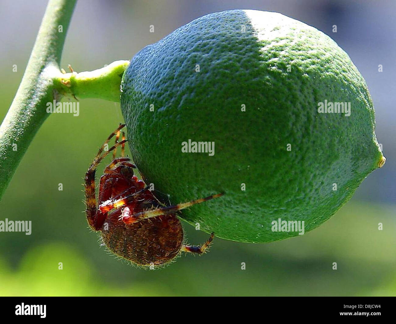 I ragni di lime sono piccoli insetti comunemente presenti intorno agli agrumi, in particolare i limes. Queste piccole creature possono talvolta essere viste strisciare sulla pelle o sulle foglie del frutto, nutrendosi degli zuccheri naturali. Sebbene generalmente innocui, fanno parte dell'ecosistema intorno agli agrumeti e ai giardini, dove interagiscono con le piante. Foto Stock
