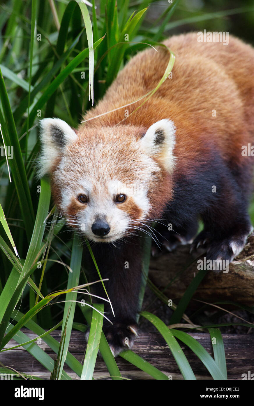 Panda rosso (Ailurus fulgens) Foto Stock