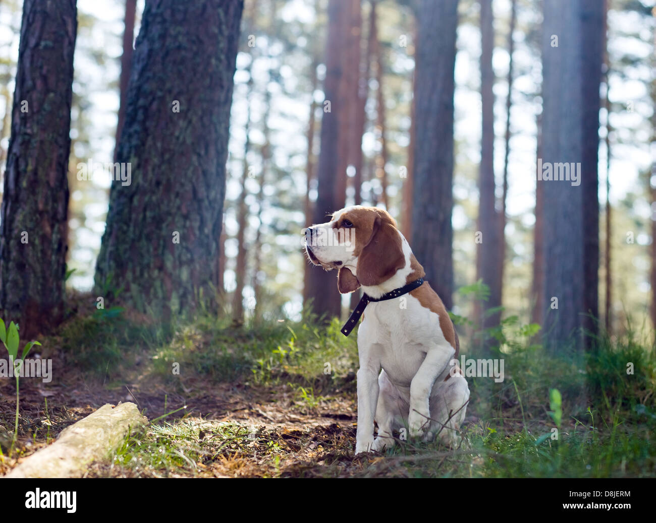 Il beagle in legno le ricerche per il gioco Foto Stock