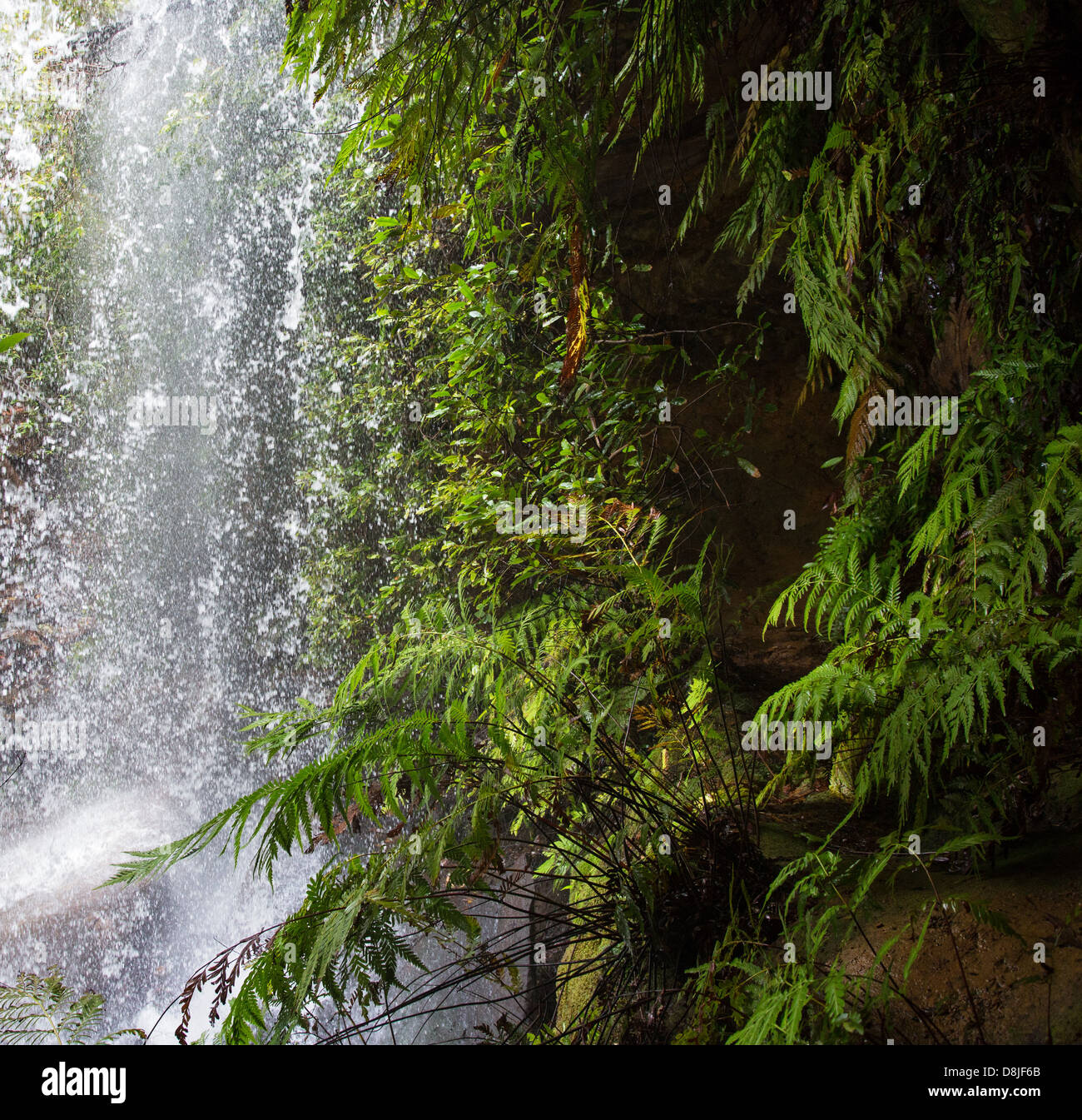 L'acqua che cade da una cascata in una lussureggiante vegetazione, Royal National Park, NSW, Australia Foto Stock