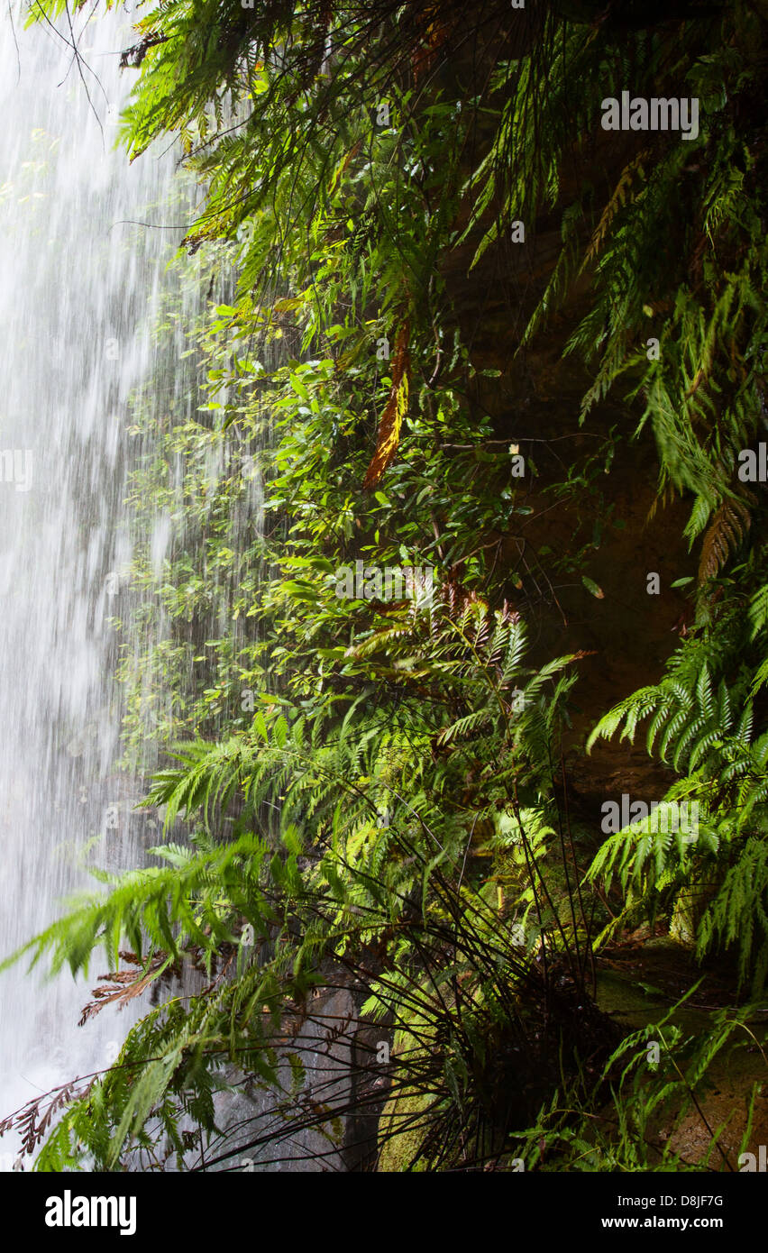 L'acqua che cade da una cascata in una lussureggiante vegetazione, Royal National Park, NSW, Australia Foto Stock
