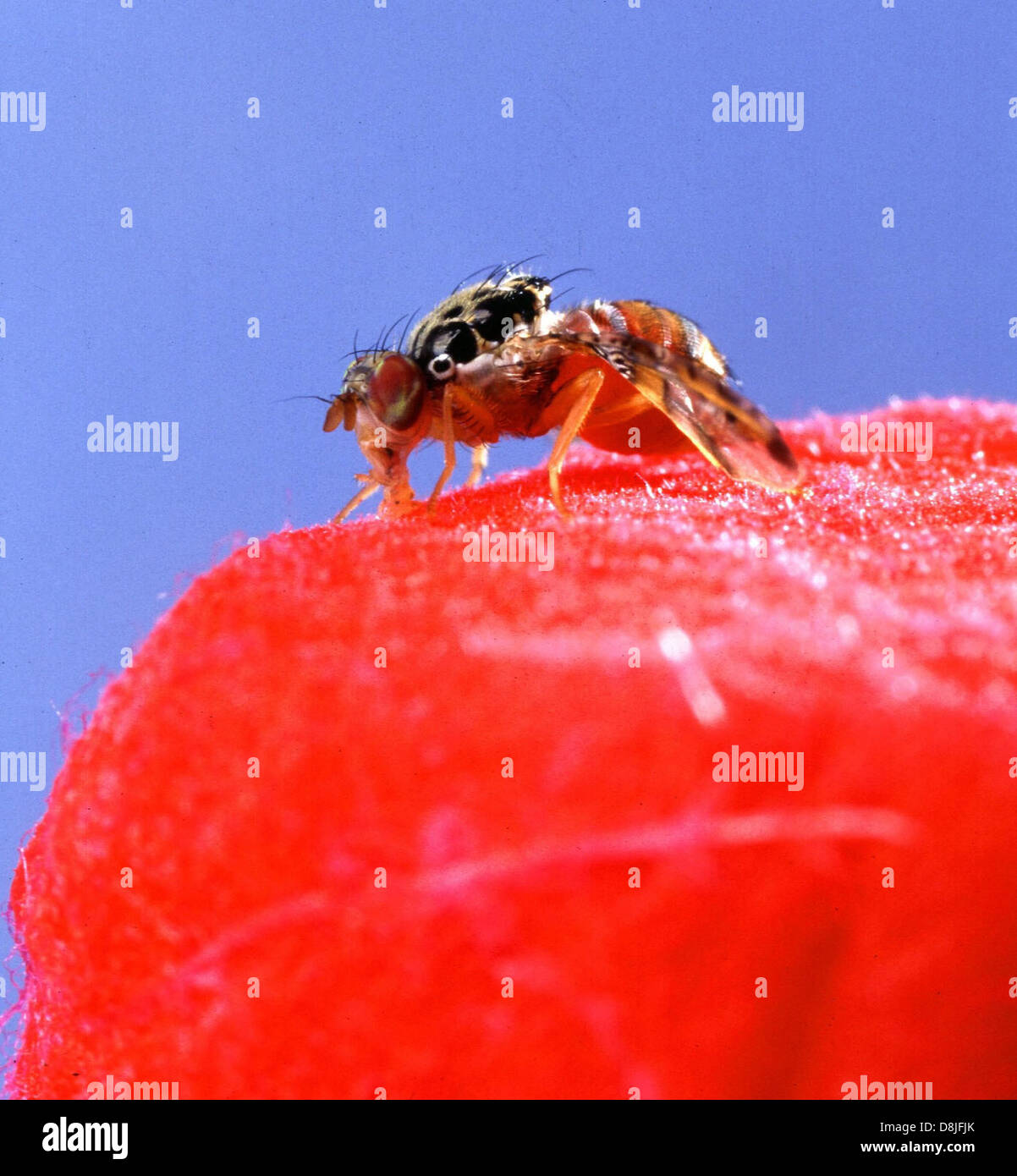 Una foto macro di una mosca mediterranea di frutta (Medfly), che mostra la sua struttura dettagliata del corpo, comprese le ali e gli occhi composti. Le mosche sono note per il loro impatto sulle colture agricole. Foto Stock