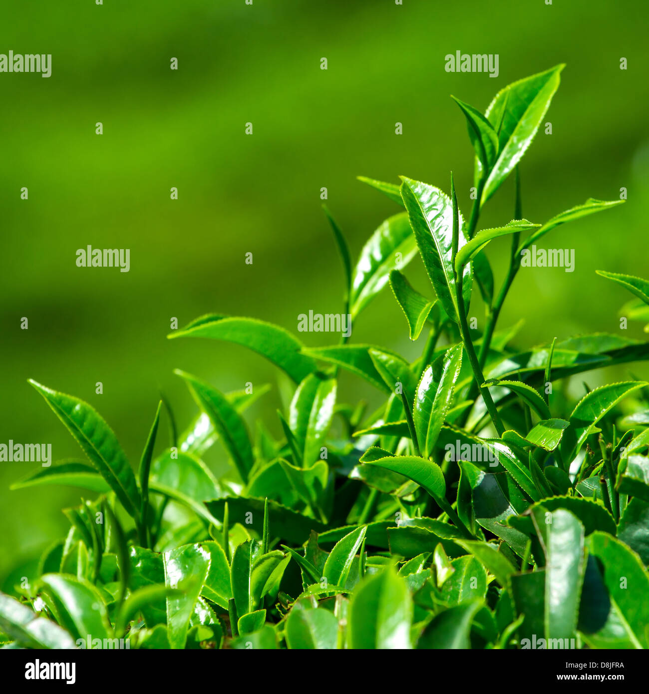 Fresche foglie di tè closeup Foto Stock