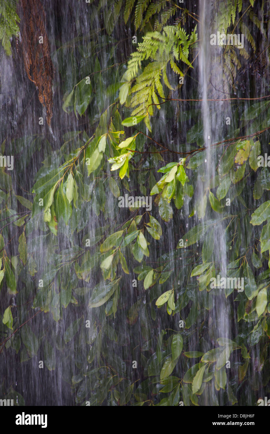 L'acqua che cade da una cascata in una lussureggiante vegetazione, Royal National Park, NSW, Australia Foto Stock