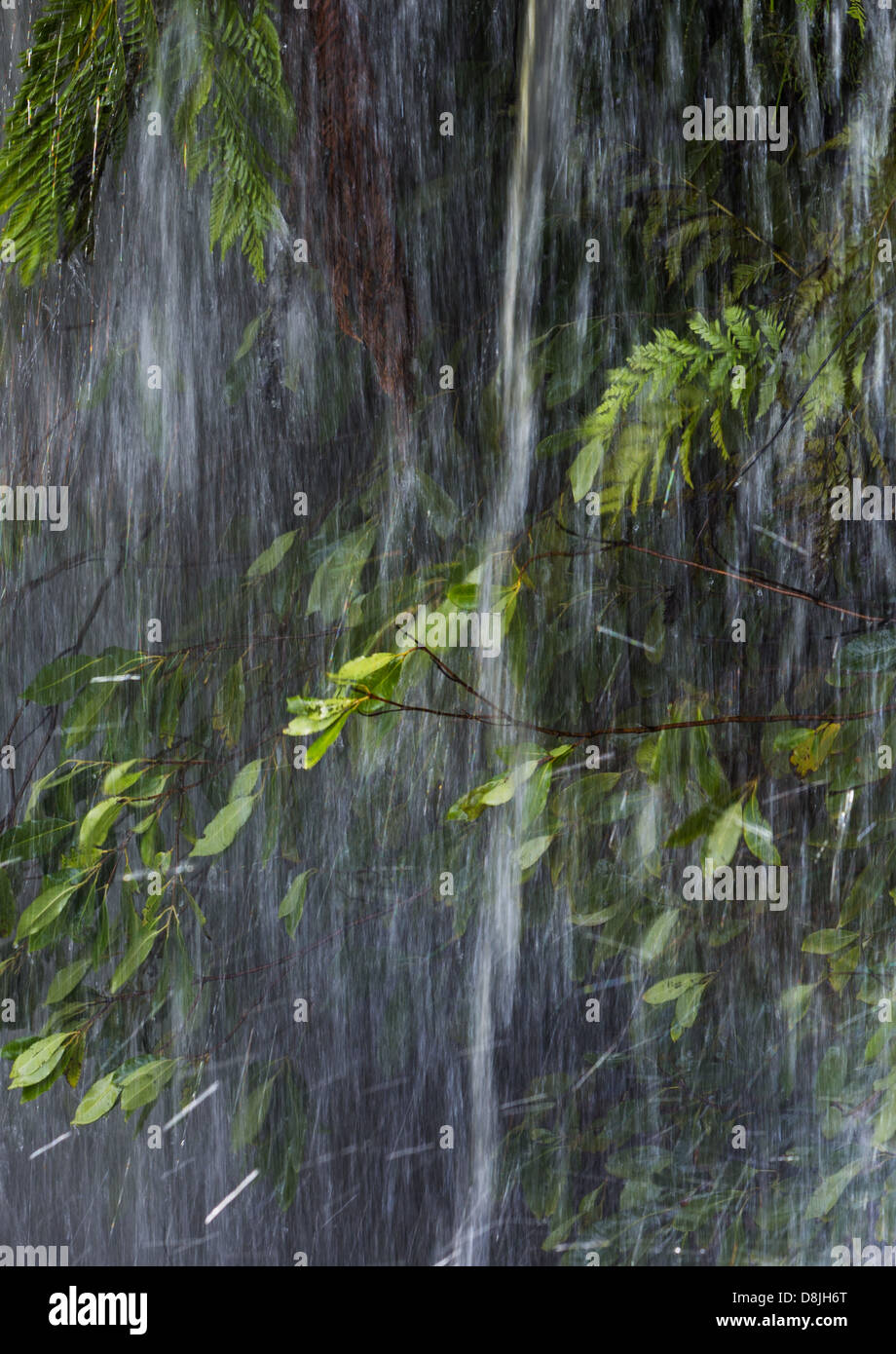 L'acqua che cade da una cascata in una lussureggiante vegetazione, Royal National Park, NSW, Australia Foto Stock