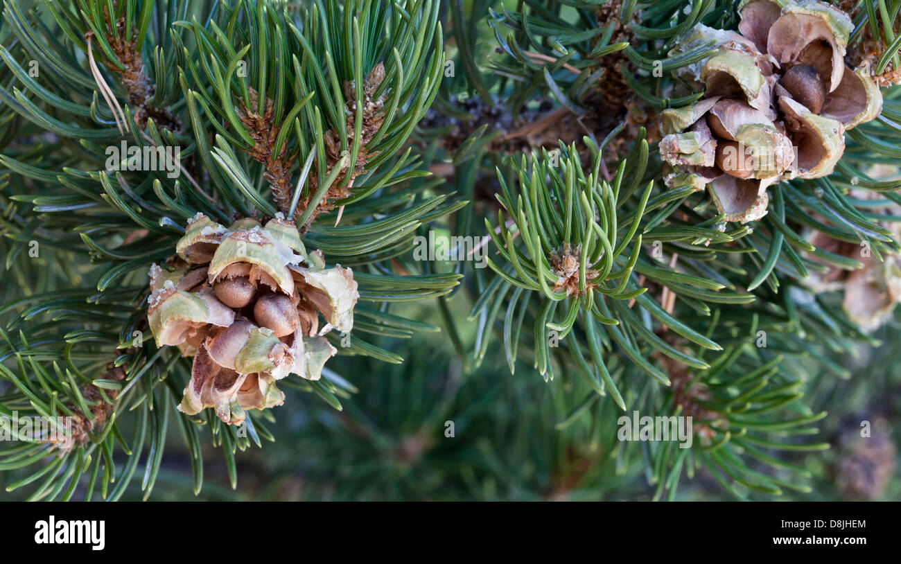 Pinyon pigne con dadi, ramo. Foto Stock