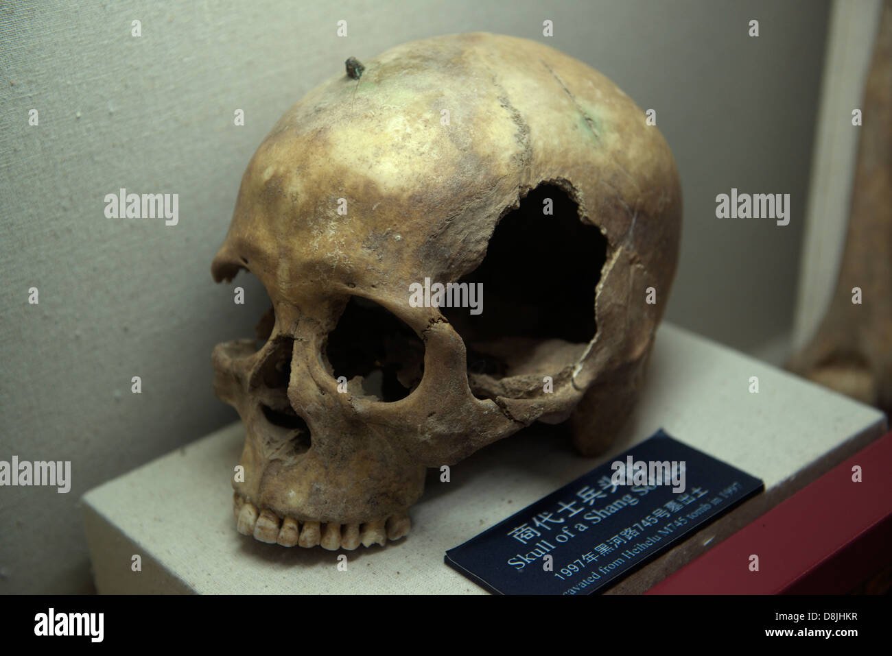Cranio di un soldato Shang con freccia avvolto sulla sua testa a Yin rovina museo. Foto Stock