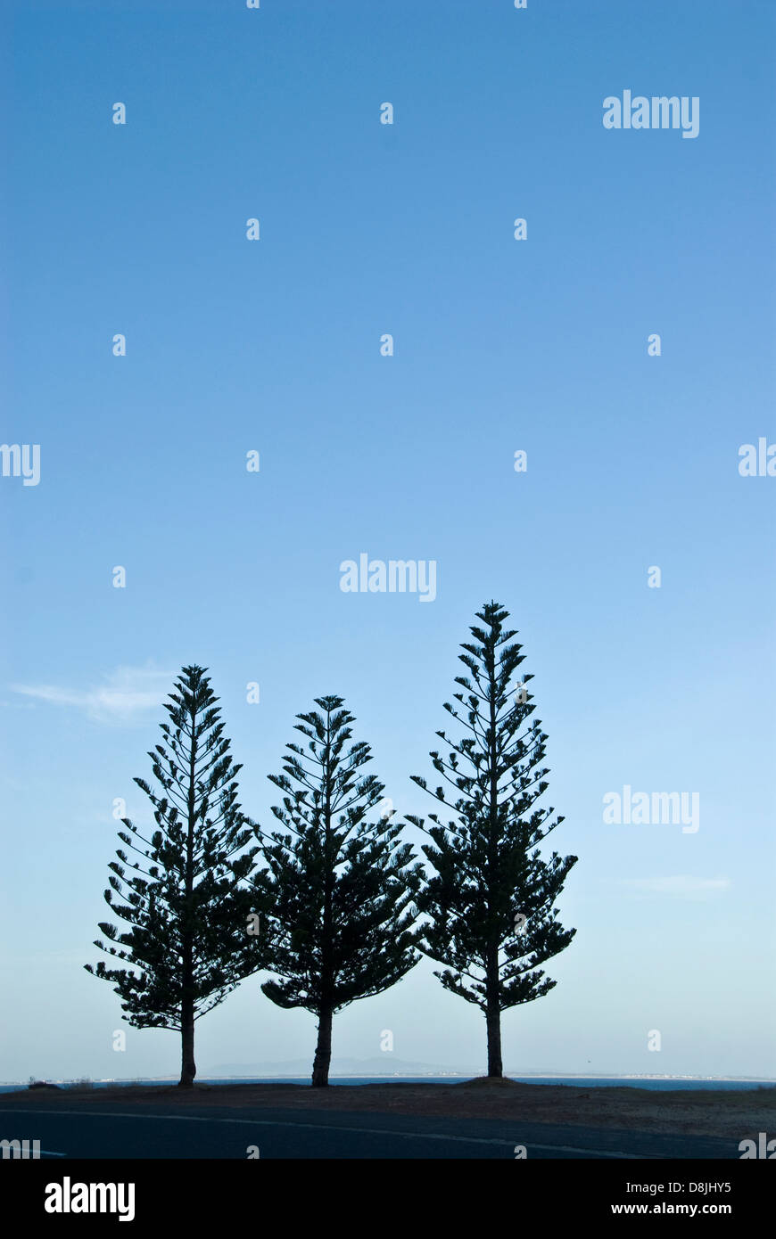 Tre alberi di alto fusto stagliano contro il cielo di sera Foto Stock
