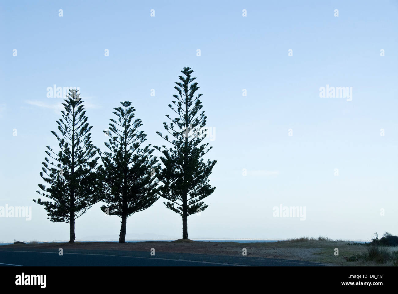 Tre alberi di alto fusto stagliano contro il cielo di sera Foto Stock