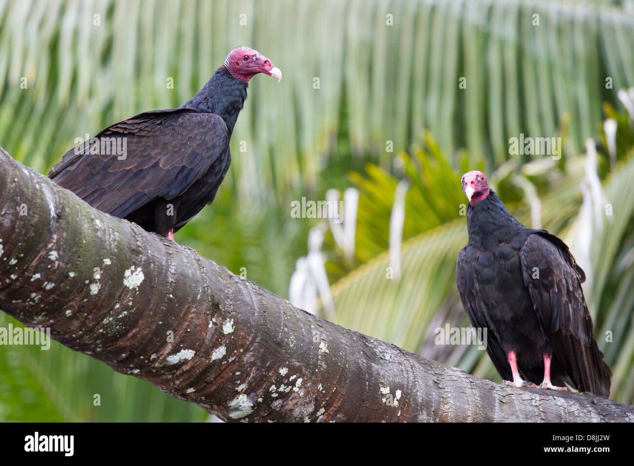 La Turchia avvoltoio, Cathartes aura, Parco Nazionale di Corcovado, Costa Rica Foto Stock