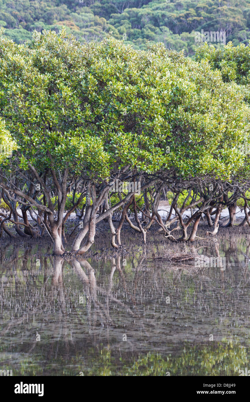 Mangrovie grigio (Avicennia marina) in un estuario vicino Bonnie Vale nel Royal National Park, Australia Foto Stock