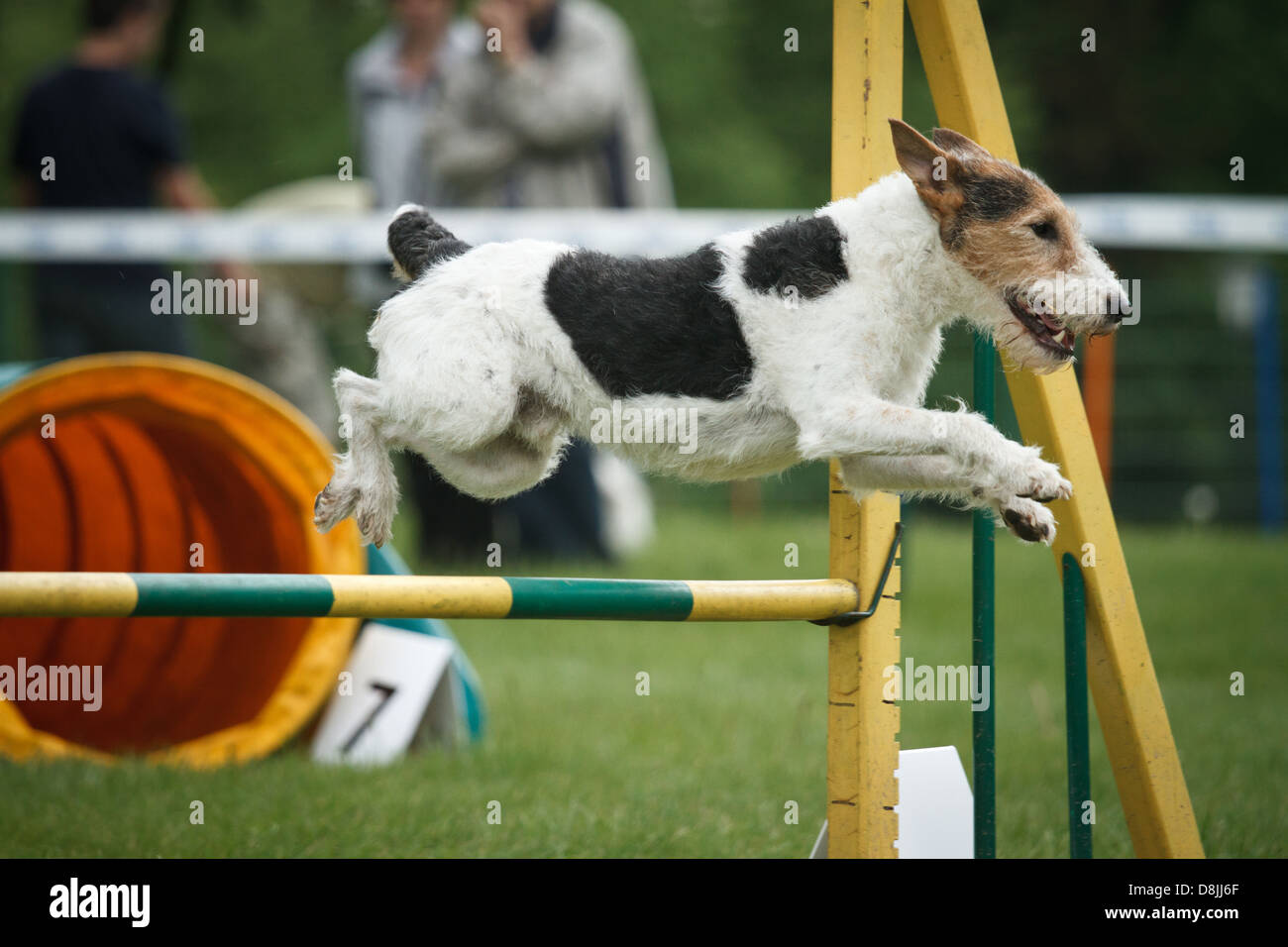 Fox Terrier in agilità della concorrenza. Foto Stock