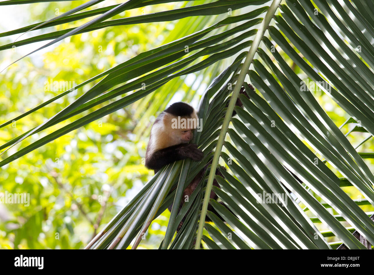 Di fronte bianco-scimmia cappuccino, Cebus capucinus, Parco Nazionale di Corcovado, Costa Rica Foto Stock