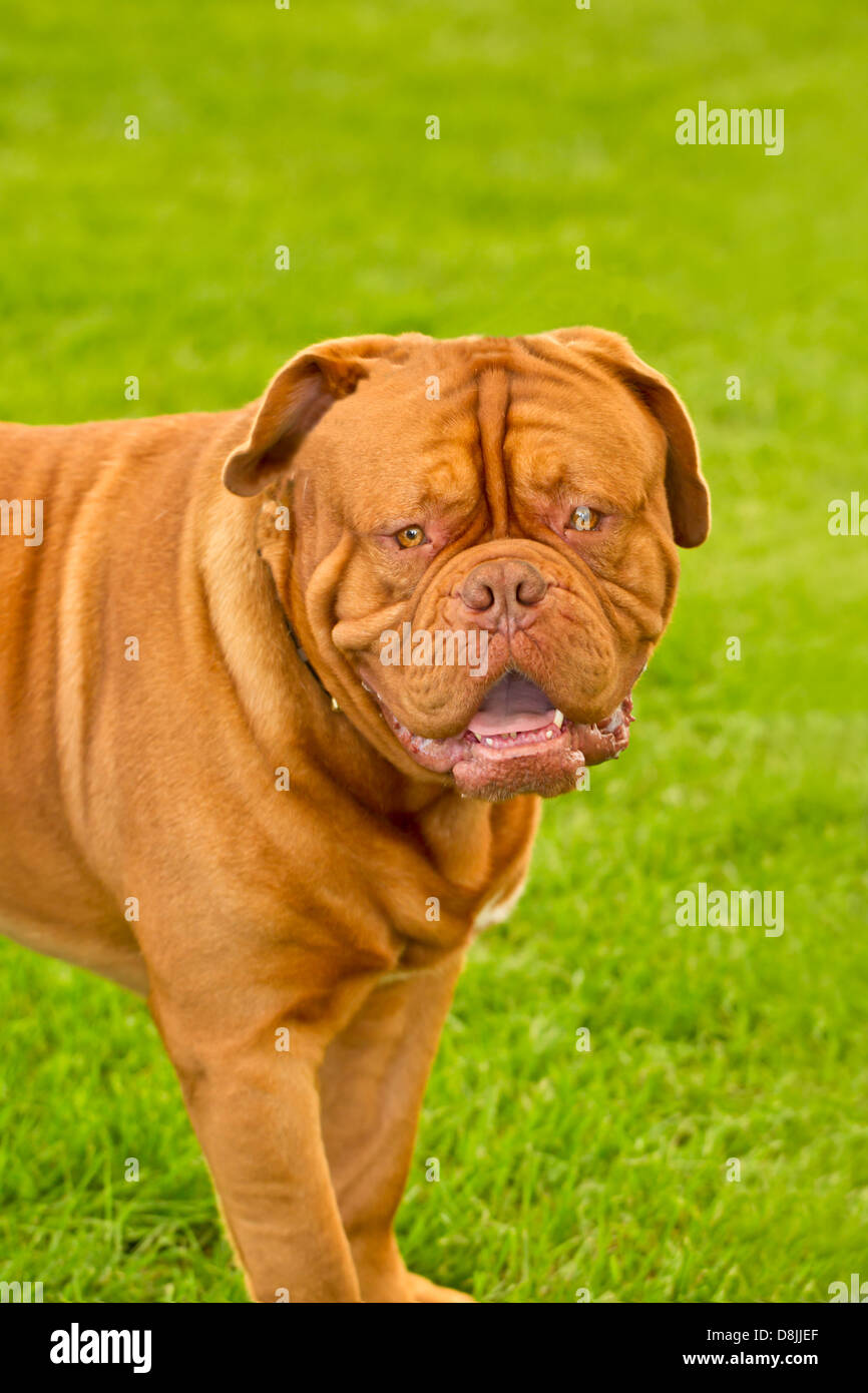 Mastiff francese Foto Stock