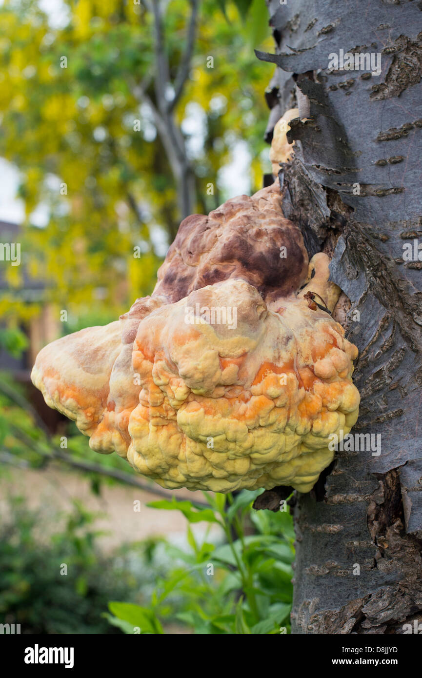 Laetiporus sulfurei. Fungo di zolfo / pollo del bosco fungo su un albero ciliegio trunk. Regno Unito Foto Stock