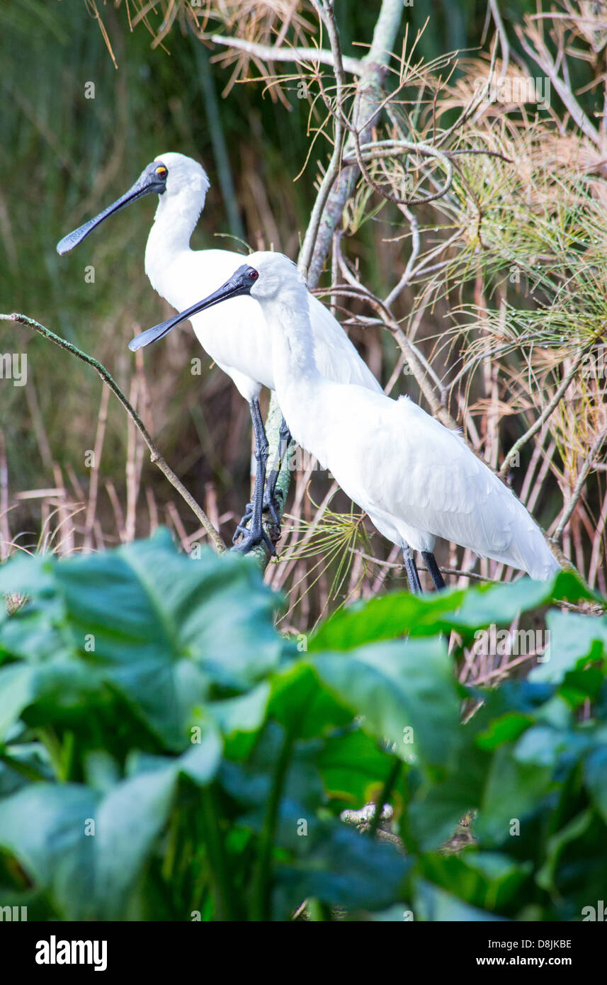 Royal spatole (Platalea regia) sono ' appollaiati sul bordo di una zona umida, Australia Foto Stock