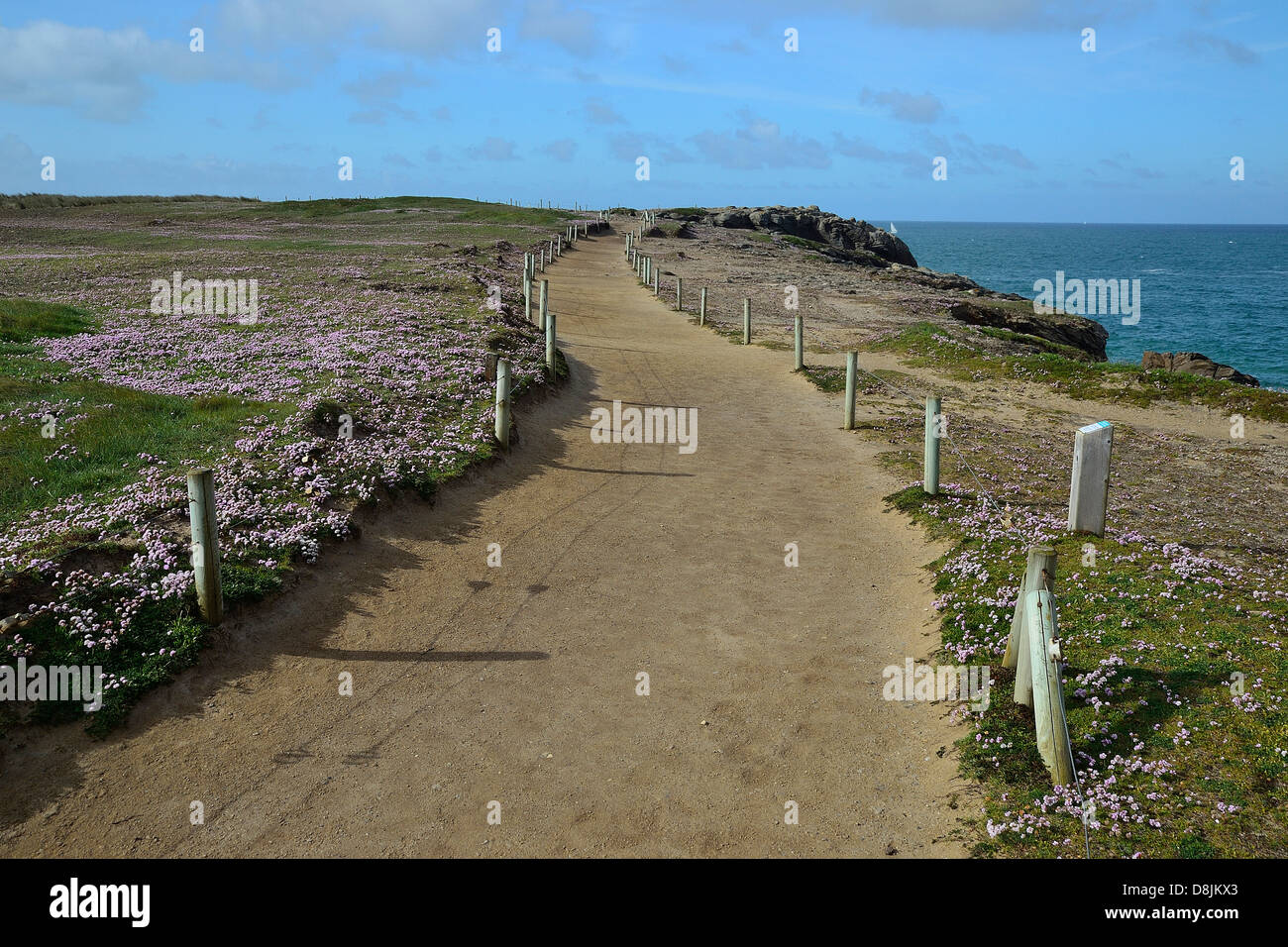 Recinzioni per la protezione della flora, la ricrescita di flora : parsimonia fiore (Armeria maritima). Foto Stock