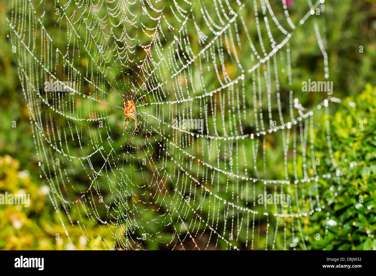 Crociera su un web con gocce di pioggia Foto Stock