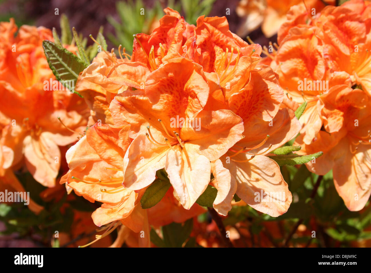 Arancio fiori di azalea Foto Stock
