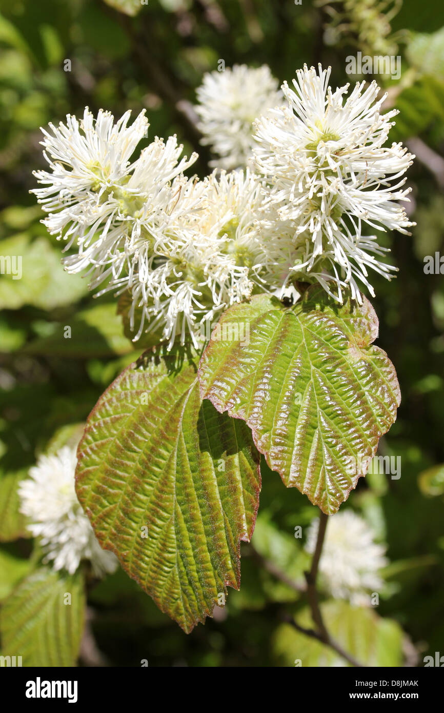 American Wych Hazel Fothergilla principali Foto Stock