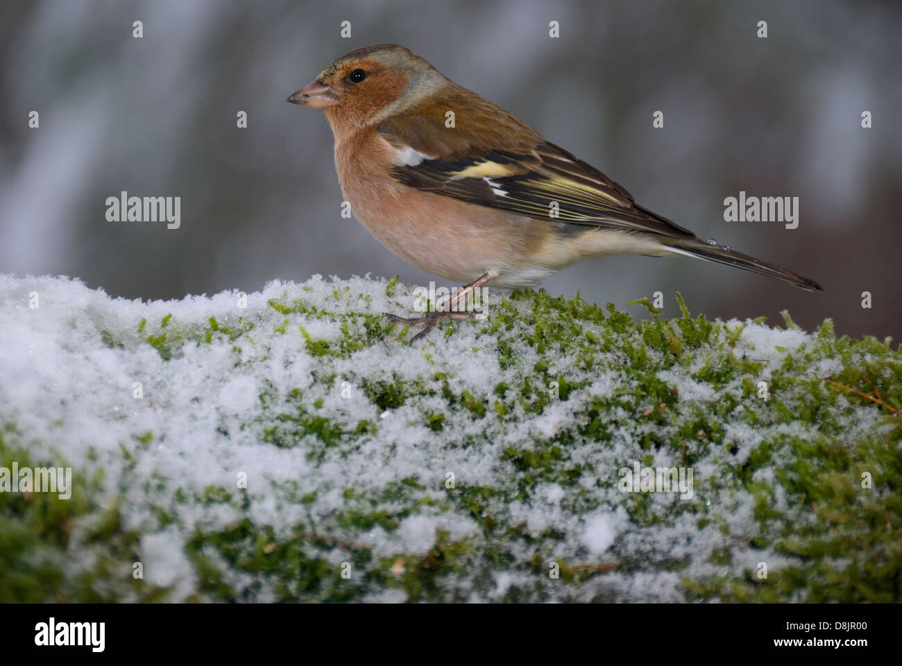 Maschio (fringuello Fringilla coelebs) permanente sulla coperta di neve moss Foto Stock