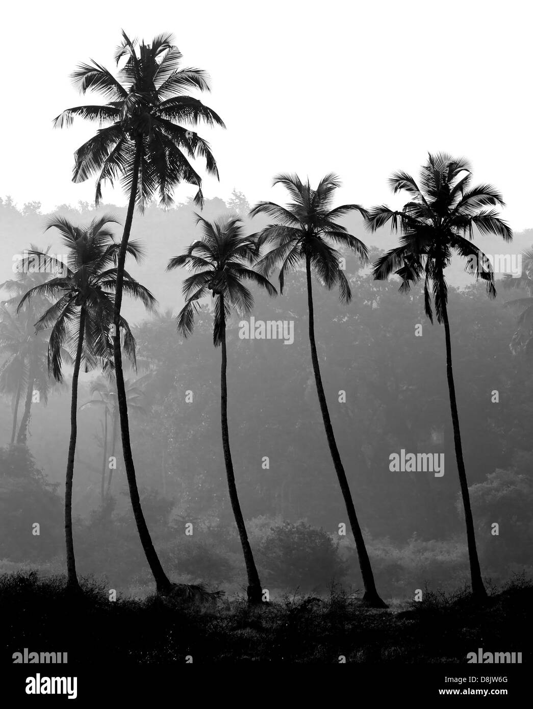 Foto in bianco e nero di palme silhouette, India Foto Stock