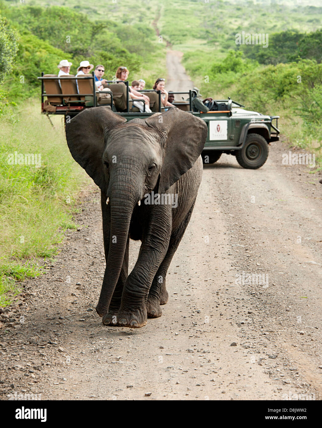 Vitello di elefante cammina sulla strada in Thanda Game Reserve, Sud Africa. Foto Stock