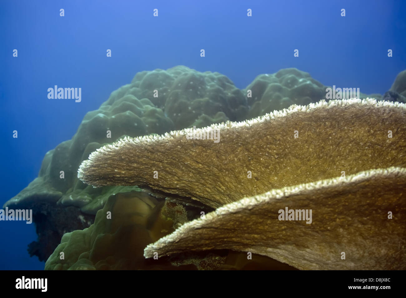 Tabella corallo e Stony coral Foto Stock