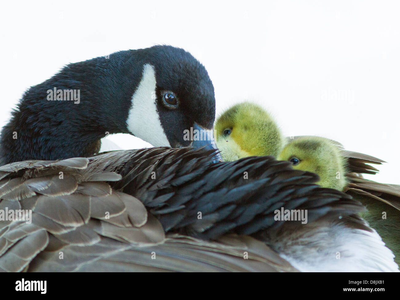 Amore materno. Madre Canada Goose con due bimbi. Foto Stock