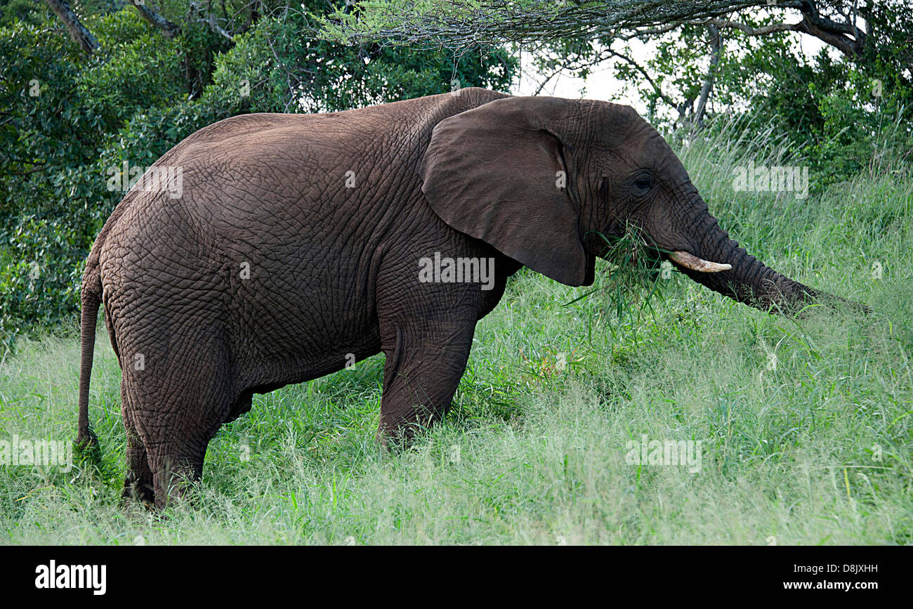 Elefante africano a mangiare erba in Thanda Game Reserve, Sud Africa. Foto Stock