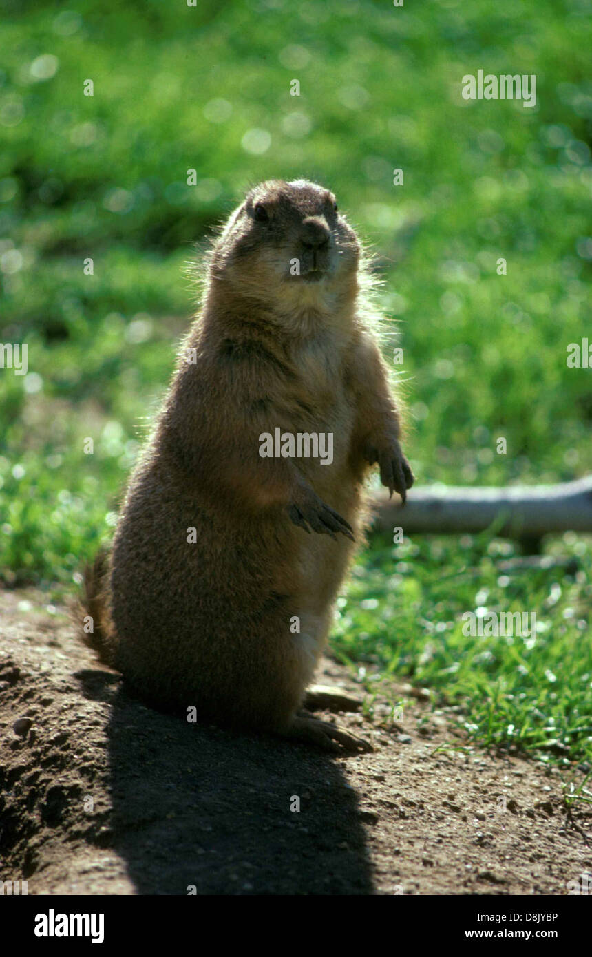 Un cane della prateria, Cynomys ludovicianus, si erge in posizione eretta sulle zampe posteriori, allerta e osserva i dintorni. L'immagine evidenzia la posizione e il comportamento tipici di questo piccolo mammifero nel suo habitat naturale. Foto Stock
