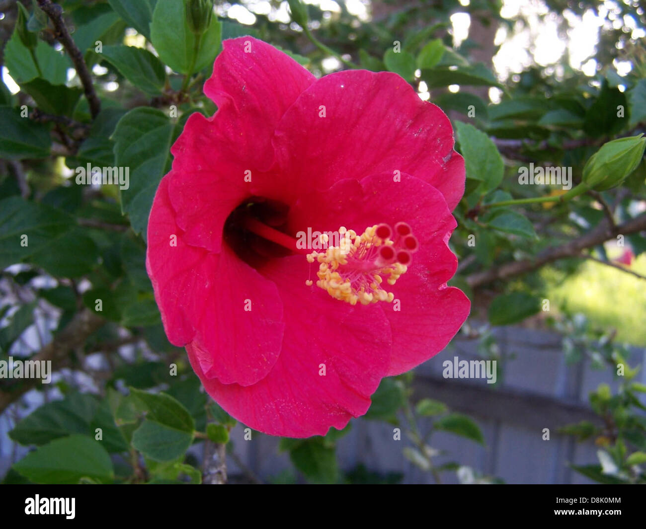 Un fiore di ibisco rosso è mostrato in piena fioritura, noto per i suoi grandi petali e i colori vivaci. Questo fiore tropicale è spesso associato a climi caldi ed è utilizzato in varie applicazioni culturali e ornamentali. Foto Stock
