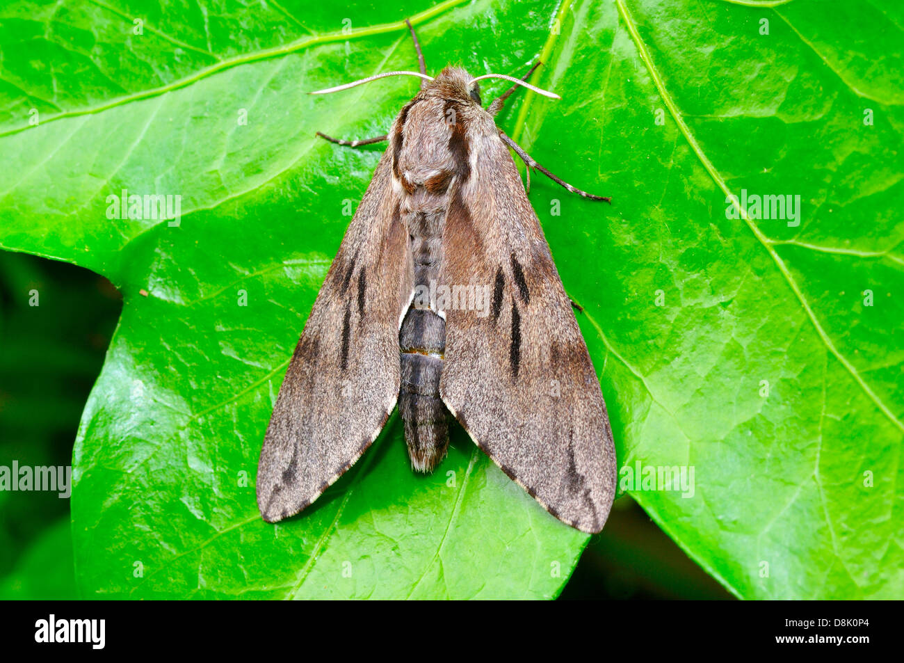 Pino Falco Foto Stock