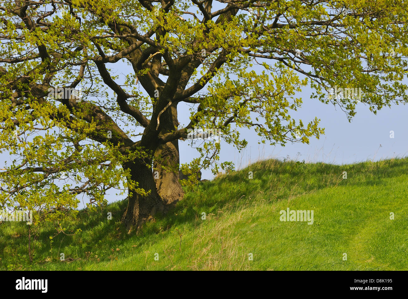 Albero a foglie decidue Foto Stock