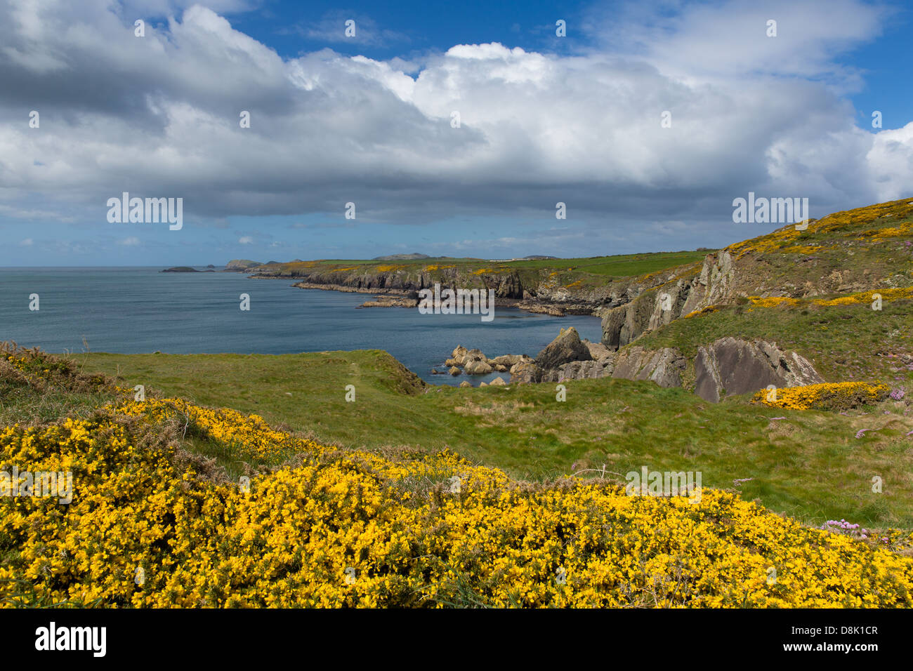 Costa del Galles Pembrokeshire da Caerfai Bay a St altopiano verso Ramsey Isola Bella Welsh scenario da St Brides Bay Foto Stock